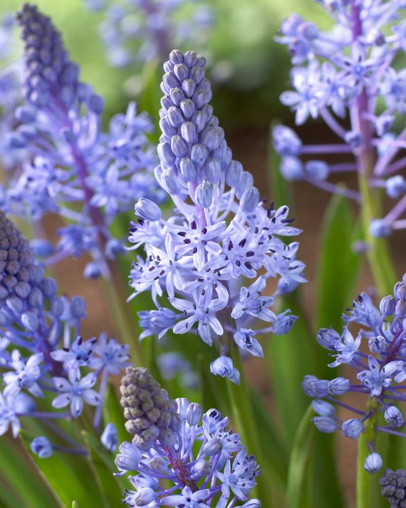 Scilla 'litardierei'